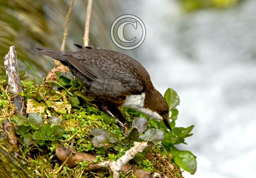 Dipper DM0942